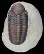 Bargain, Reedops Trilobite - Atchana, Morocco #58429-1